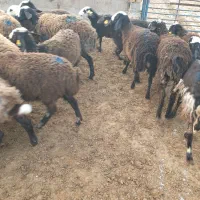 بره ماده گوسفند شال