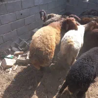 قوچ|حیوانات مزرعه|لردگان, |دیوار