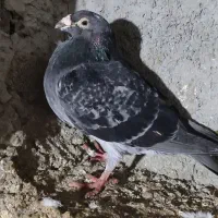 آلمانی و رنگی