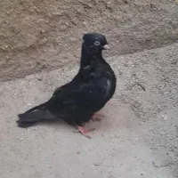 ماهشهر|پرنده|بندر ماهشهر, |دیوار