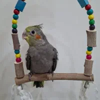 عروس هلندی|پرنده|شیراز, شهرک فرزانگان|دیوار