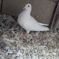 کفتر سفید نر|پرنده|دهاقان, |دیوار