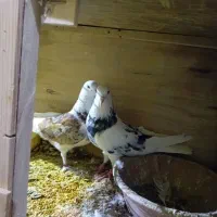 کبوتر تضمینی|پرنده|جوادآباد, |دیوار