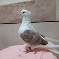 خوشونه|پرنده|الشتر, |دیوار