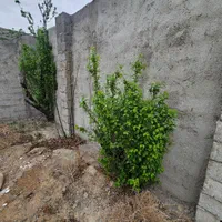 فروش زمین ۲۶۰ متری/باغچه.باغ/چهاردیواری|فروش زمین و ملک کلنگی|رباط‌کریم, پیغمبر|دیوار