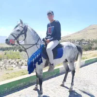 اسب‌ نریان|اسب و تجهیزات اسب‌سواری|زنجان, |دیوار