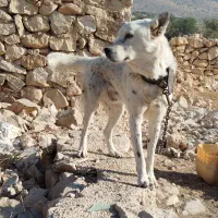 سگ نگهبان عالی برای باغ و حیاط|سگ|جره و بالاده, |دیوار