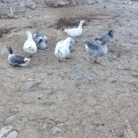 غاز و بوقلمون فروشی|حیوانات مزرعه|بیرانوند, |دیوار