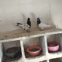 ماده کله وسینه جوانه|پرنده|شیروان (خراسان), |دیوار