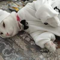 گربه تربیت شده