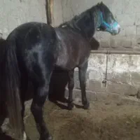 فروش اسب نریان 4سال|اسب و تجهیزات اسب‌سواری|سیلوانه, |دیوار