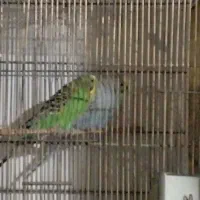 دوتا مرغ عشق زیبا