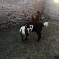 فروشی|حیوانات مزرعه|نیشابور, دربقاضی|دیوار