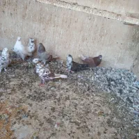 کبوتر گرفتنی|پرنده|قم, نیروگاه|دیوار
