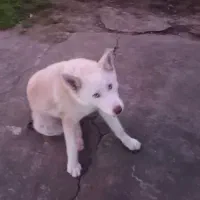 توله ۵ ماهه هاسکی ساموید|سگ|لاهیجان, بازکیاگوراب|دیوار