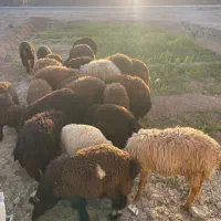 بره نر درجه یک