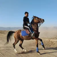 اسب کرد نریون|اسب و تجهیزات اسبسواری|کاشمر, |دیوار