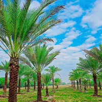 منبع نخل و بانک نخل کشور|خدمات باغبانی و درختکاری|ابریشم, |دیوار