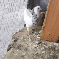 کبوتر طوقی هفت رنگ|پرنده|لنجان, |دیوار