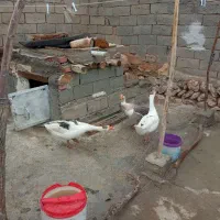 فروش غاز محلی