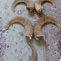 شاخ بز کوهی