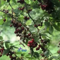 باغ گیلاس و گردو