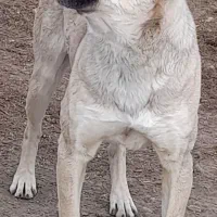 سگ گمشده|سگ|ماهیدشت, |دیوار