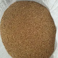 فروش لوبیا محلی