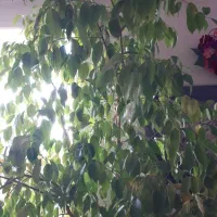 دوتاگل یکی مطبخ ویکی بنجامین هرکدام چهارمیلیون