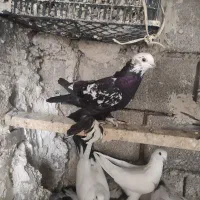 کفتر