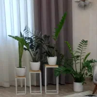 گل خانگی زامفولیا