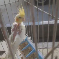 جوجه عروس هلندی نر و ماده