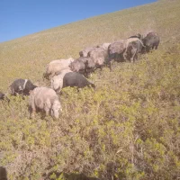 میش بزوگاو