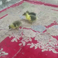 جوجه غاز و خروس پنج ماهه|حیوانات مزرعه|سوسنگرد, |دیوار