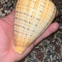 صدف کونوس سایز خیلی بزرگ