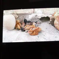 تعویض دوتا خروس با مرغ درگلین قیه