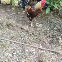 خروس جوان