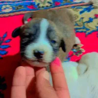 توله ناز و پشمالو|سگ|زابل, |دیوار