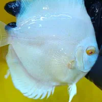 دیسکس آلبینو پلاتینیوم -انتخاب خاص پسندا