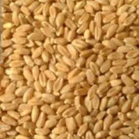 گندم نانی و حیوانی درجه یک تمیز