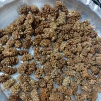 توت محلی