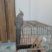 عروس هلندی