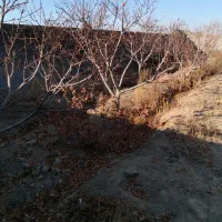 باغچه|فروش زمین و ملک کلنگی|تنکمان, |دیوار