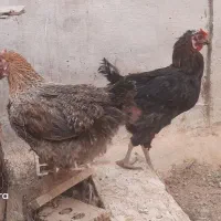مرغ وخروس|حیوانات مزرعه|شیراز, احمدی جنوبی|دیوار