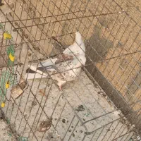 یک جفت کفتر نر و ماده دوکت سرور مهر|پرنده|سلفچگان, |دیوار