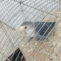 پرنده طوطی کوتوله برزیلی