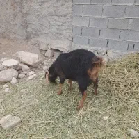 درود، میش ابستن و بز کهره دار|حیوانات مزرعه|جره و بالاده, |دیوار