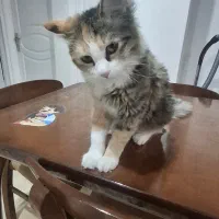 واگزاری رایگان ۲ عدد گربه