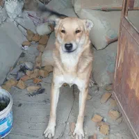 واگذاری سگ گرگی