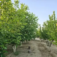 باغ و باغچه147متری /درختان10ساله میوه،کنتوربرق